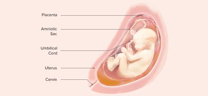 27 Weeks Pregnant - Fetus Development
