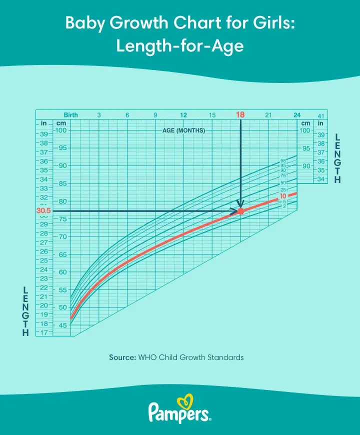 This is a baby growth chart made by the WHO showing the relation between height & age for girls from birth to 24 months old, with markings showing percentiles of baby growth. This is used by Pediatricians to map a child's growth.