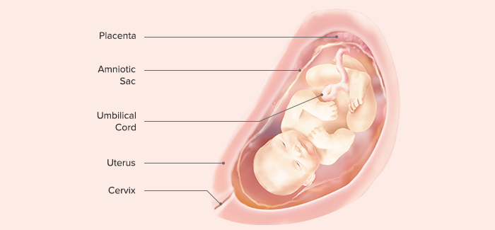30 weeks pregnant fetus