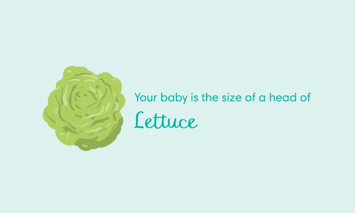 baby size of lettuce week 28