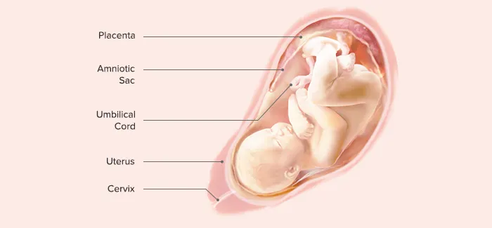 34 Weeks Pregnant - Fetus Development