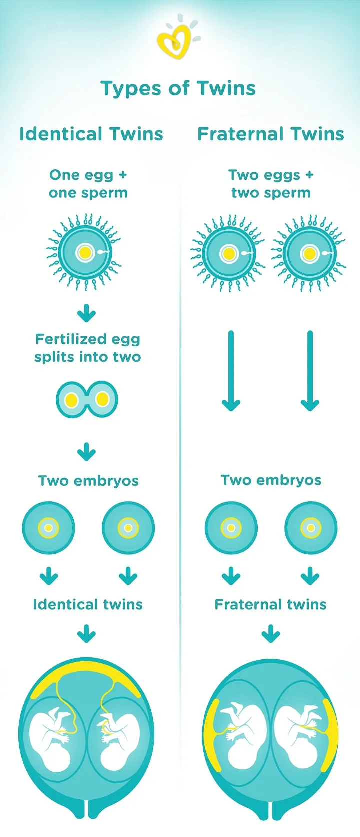 Twin Pregnancy Week by Week: Symptoms, Conditions and Development ...