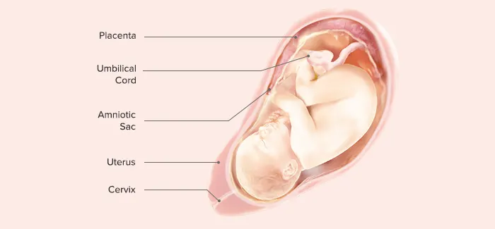  38 Weeks Pregnant - Fetus Development
