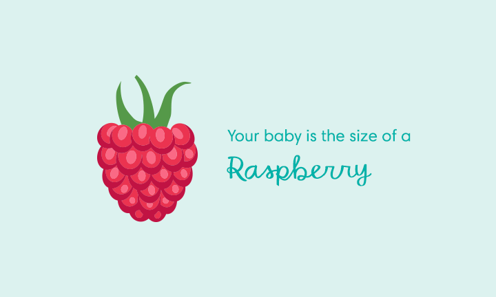 baby size of raspberry week 8