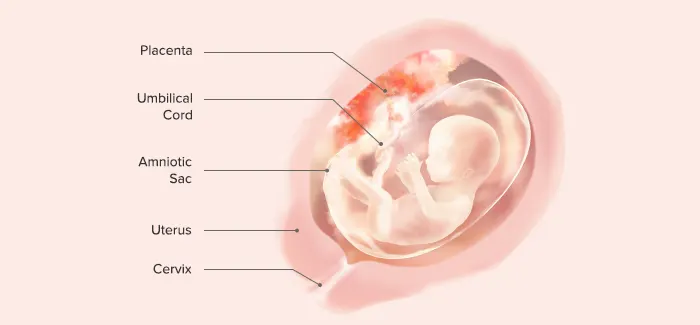 Your Baby At 16 Weeks