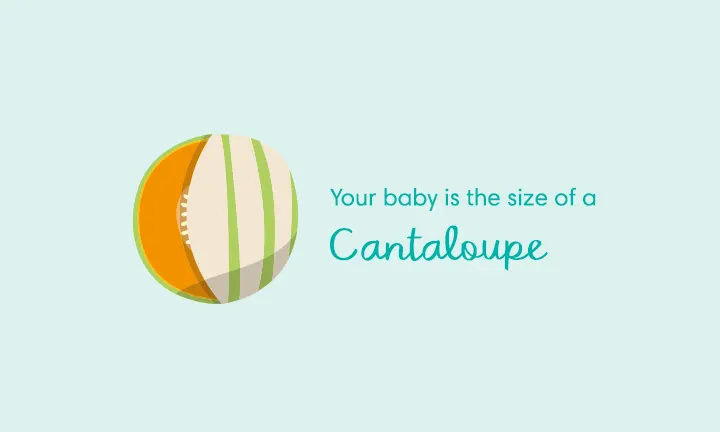 baby size of cantaloupe week 34