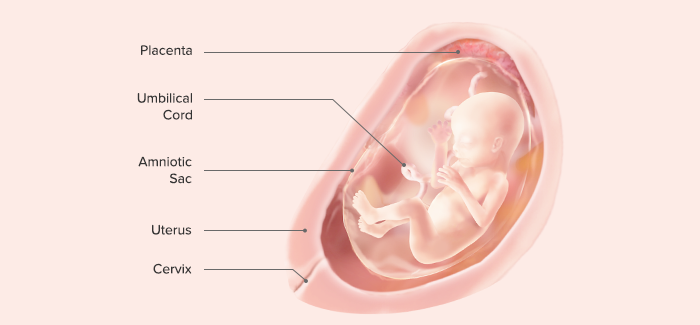 18 Weeks Pregnant: Symptoms, Belly & More