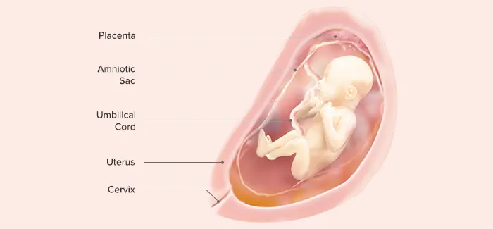 25 Weeks Pregnant - Fetus Development