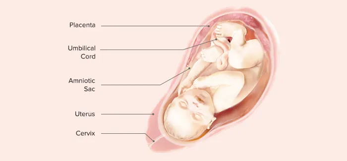 40 Weeks Pregnant - Fetus Development
