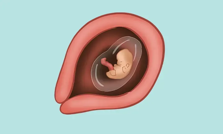 Pregnancy calendar visuals by weeks