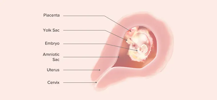 Fourth Week Of Pregnancy - Symptoms, Fetal Development & Expert Tips