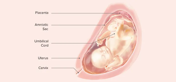 32 Weeks Pregnant - Fetus Development