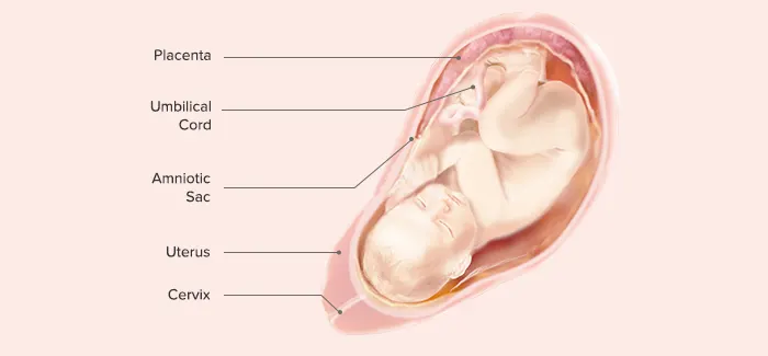 37 Weeks Pregnant - Fetus Development