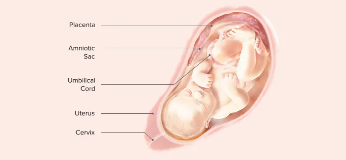 35 Weeks Pregnant - Fetus Development