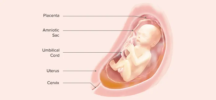 24 Weeks Pregnant - Fetus Development