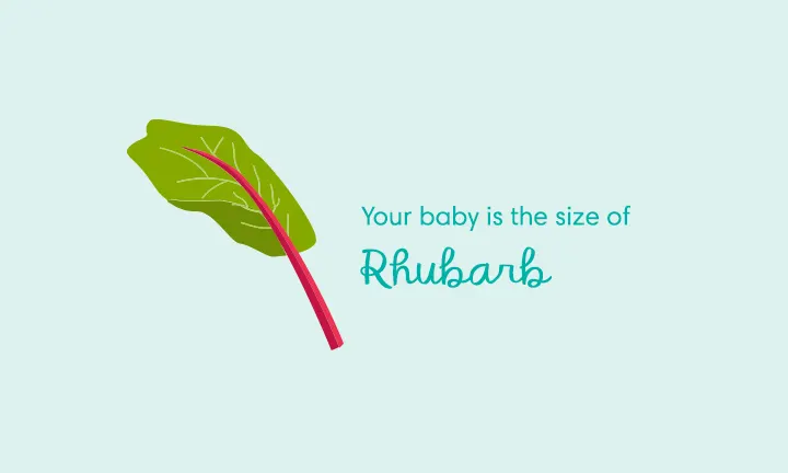 baby size of rhubarb week 38