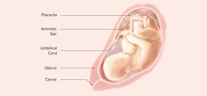 33 Weeks Pregnant - Fetus Development
