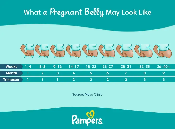 Progression of a Pregnant Belly