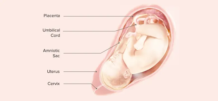 39 Weeks Pregnant - Fetus Development