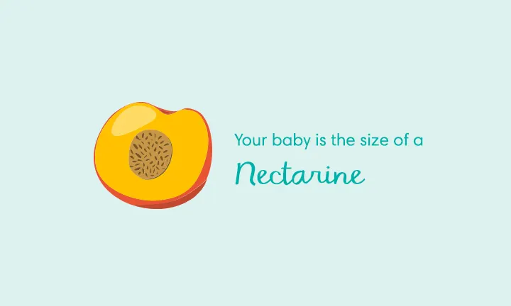 baby size of nectarine week 14