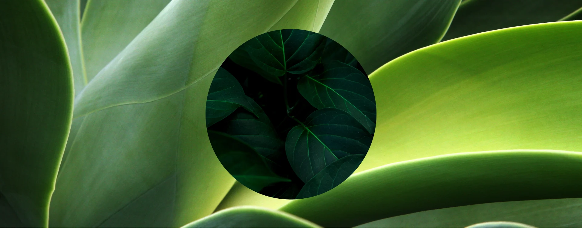 A green leaf-themed background