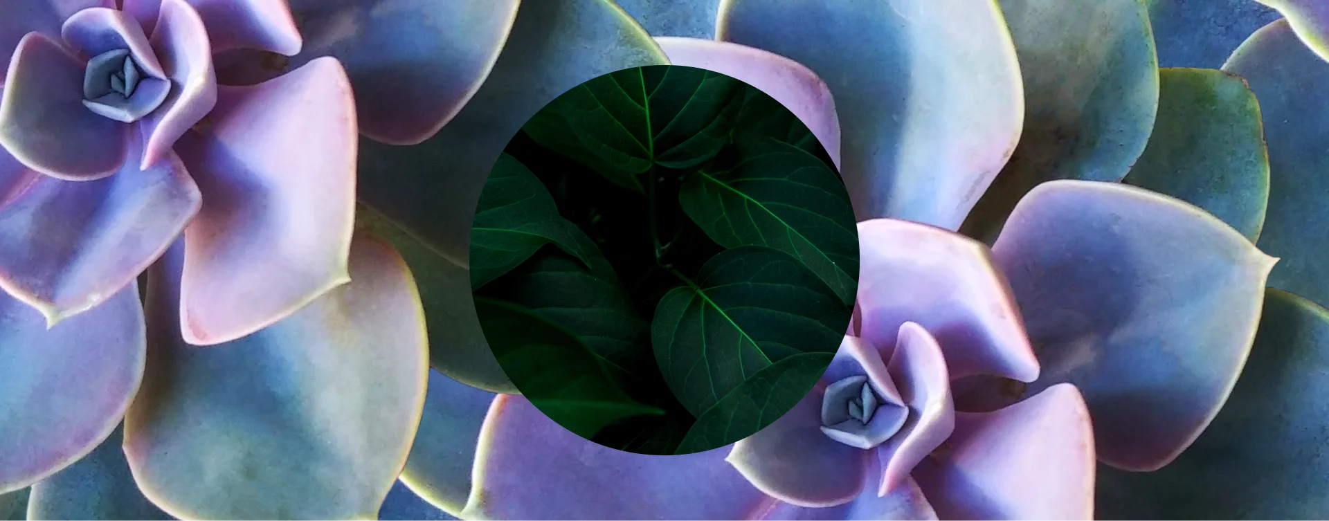 A purple flower-themed background