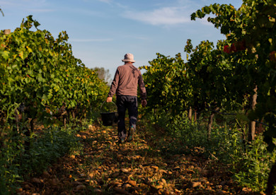 Low-cost wines