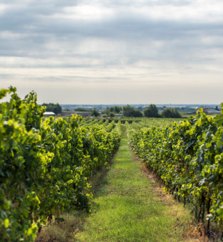 S'initier aux vins natures