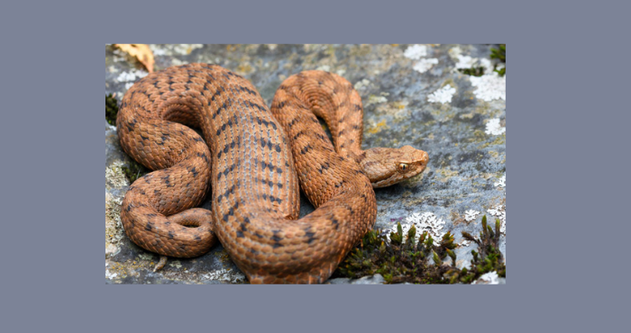 هذا ما علينا أن نفعله في حال تعرضنا لعضة ثعبان سام