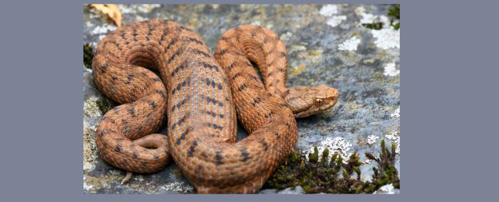 هذا ما علينا أن نفعله في حال تعرضنا لعضة ثعبان سام