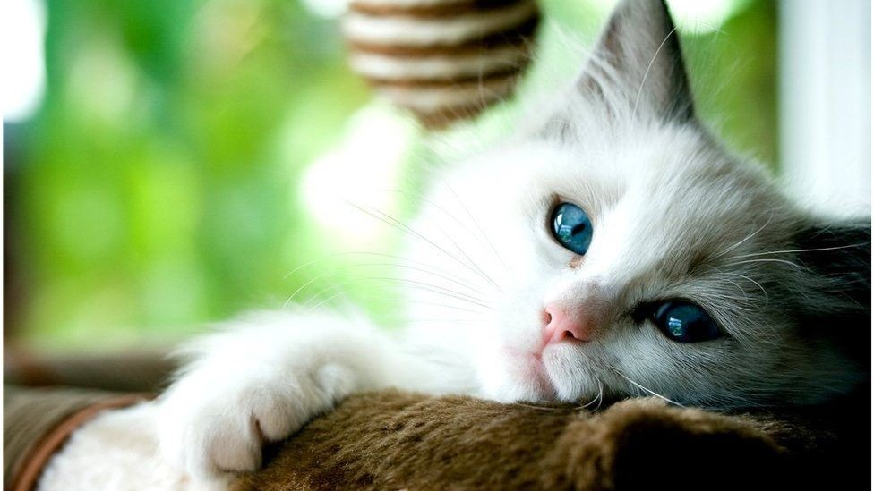 القطط تصاب بالخرف ...أيضًا