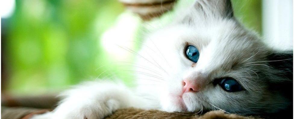 القطط تصاب بالخرف ...أيضًا