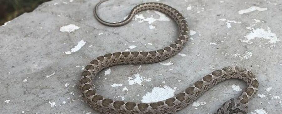 دواء سمّ الأفاعي في لبنان: المستورد مقطوع والمحلي قيد التجربة