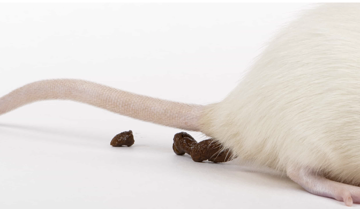 في الجنوب.. "بعر" فئران في المطاعم ومواد منتهية الصلاحية في المتاجر