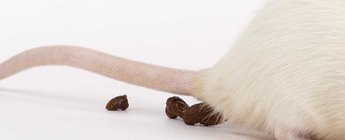 في الجنوب.. "بعر" فئران في المطاعم ومواد منتهية الصلاحية في المتاجر