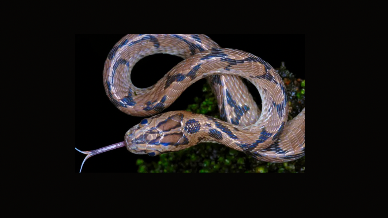 لدعته الأفعى فتسممت هي وماتت..كيف حصل ذلك؟