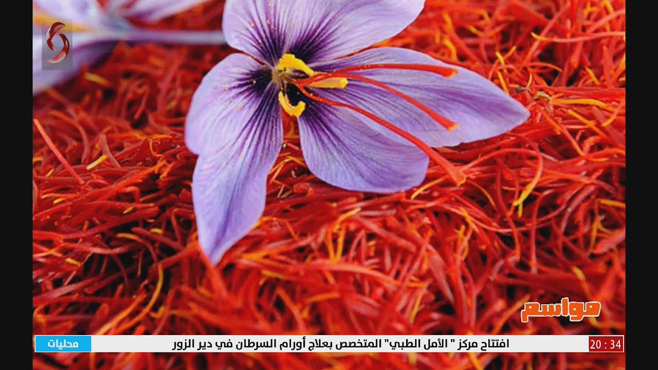 الزعفران.. مضاد للاكتئاب