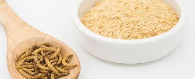 بديل البروتيين.. الاتحاد الأوروبي يدخل حشرات إلى بعض الأغذية...فهل هي آمنة؟