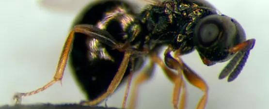 دبور جوهري "يجمّد الزمن".. فهل بات كبح الشيخوخة ممكنًا؟