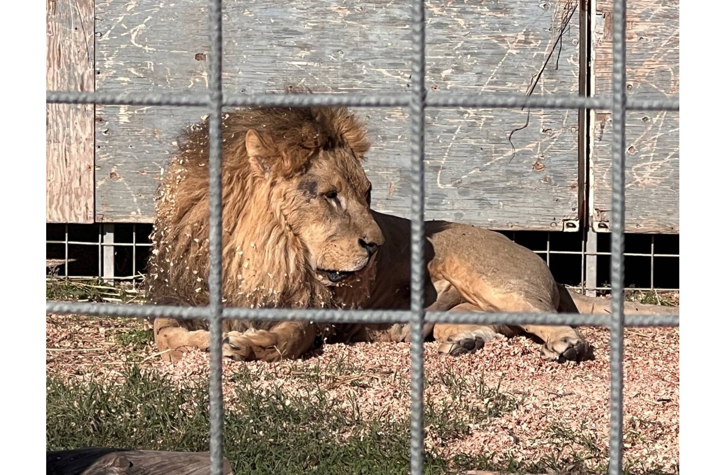 دخل إلى عرينه لالتقاط سيلفي.. فالتهمه الأسد
