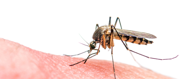 هكذا يختار البعوض ضحاياه!