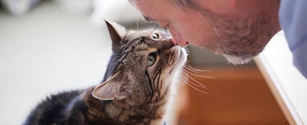 بحث جديد يكشف تقاربًا جينيًا بين الإنسان والقطط