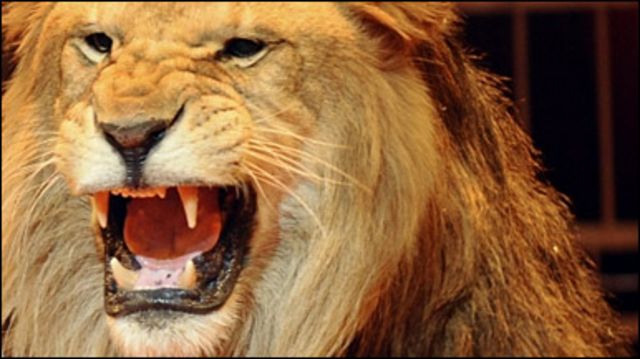 الحيوانات تخشى صوت الإنسان "أكثر من زئير الأسد"