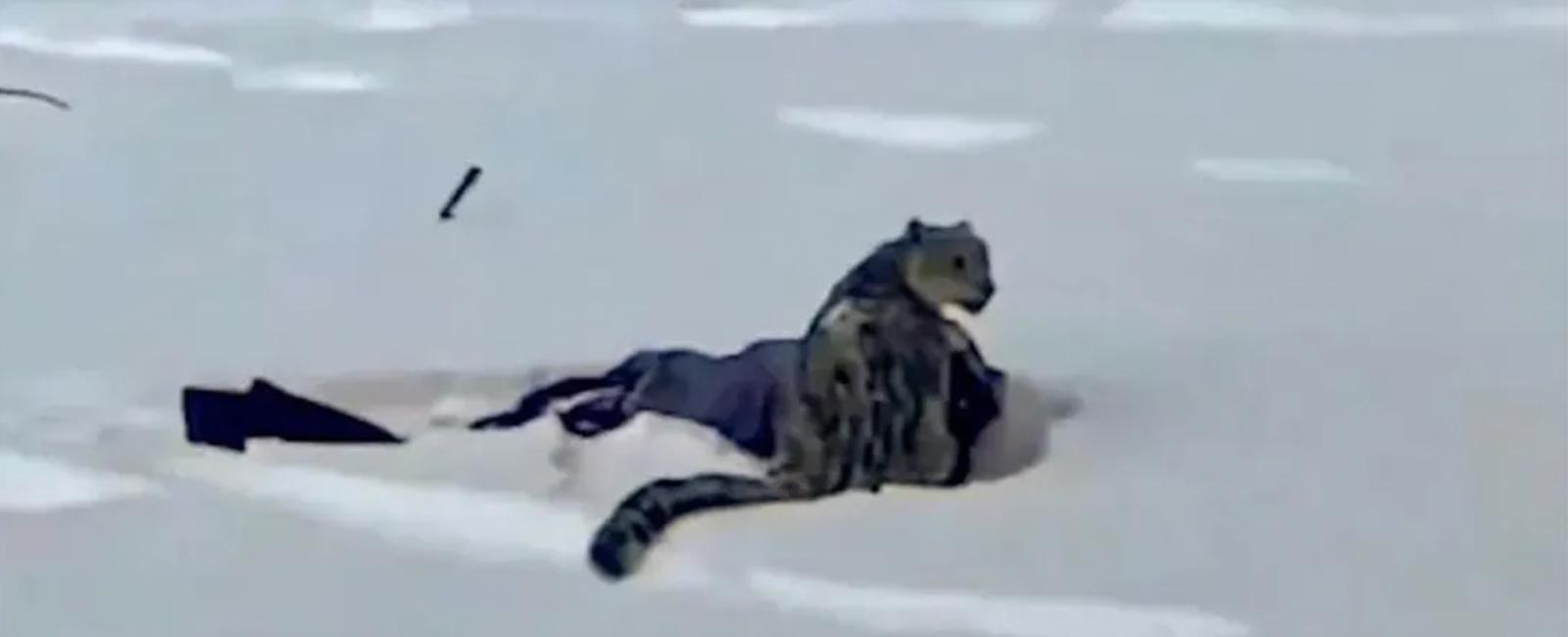 ومن الصورة ما قتل: عندما يهزم "اللايك" غريزة البقاء