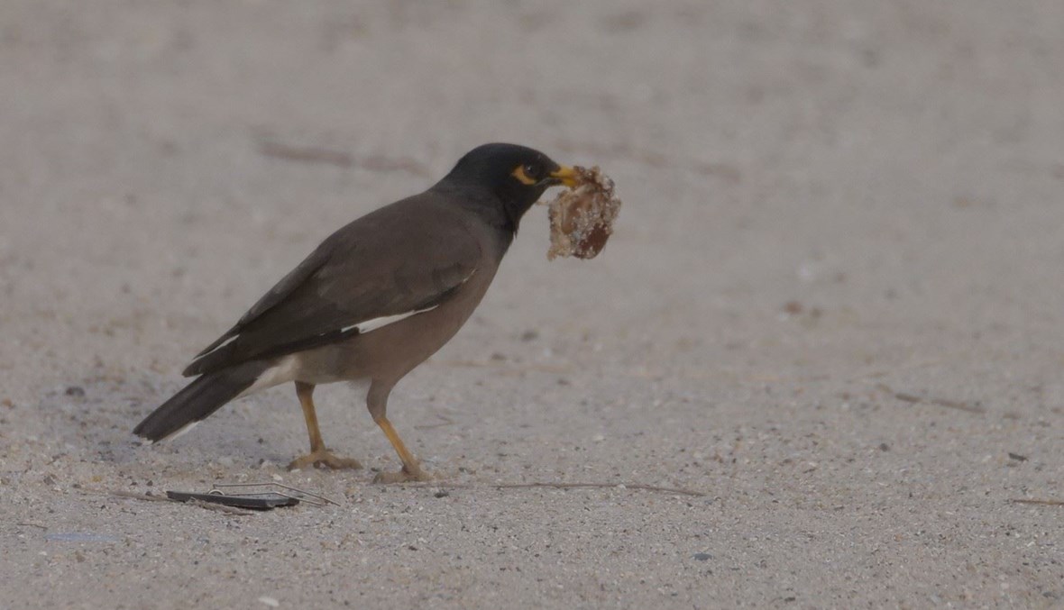 "اجتياح" هندي للبنان و…استنفار!