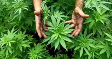 قد يطرح في الصيدليات قريبا.. القنب أساس دواء مسكن للآلام!
