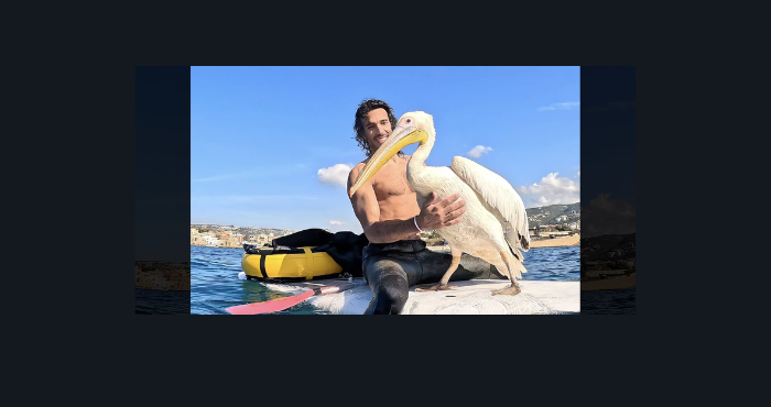 في عمق بحر البترون.. بجعة بيضاء تفاجئ مغامرًا لبنانيًا 