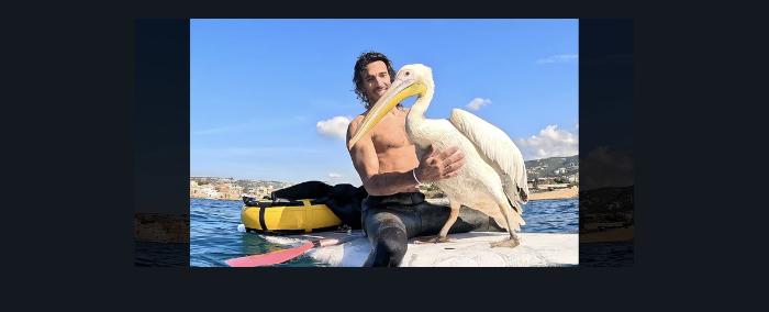 في عمق بحر البترون.. بجعة بيضاء تفاجئ مغامرًا لبنانيًا