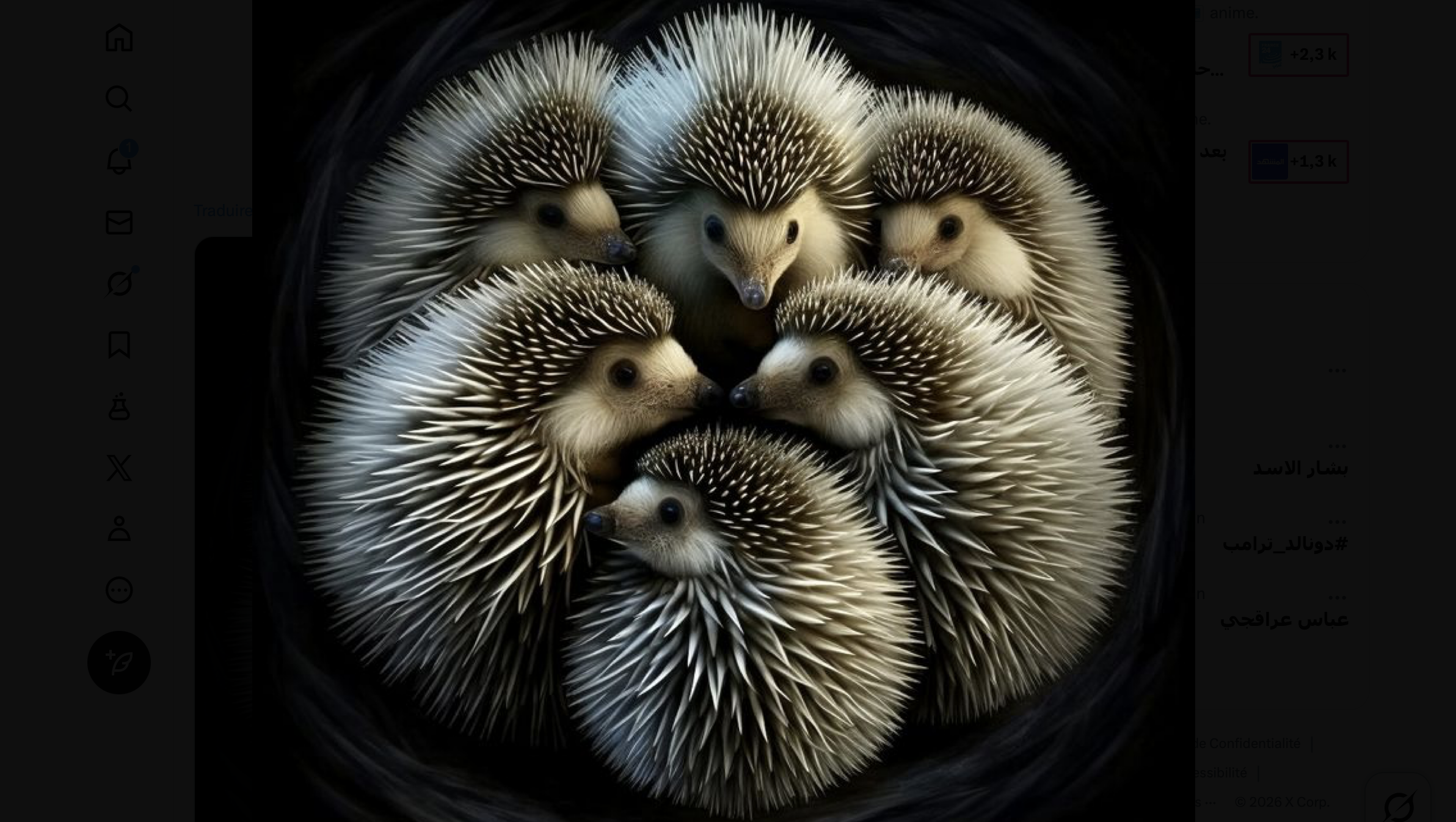 مثل اليوم من نيوزاليست: «معضلة القنفذ» وتحدّي الحفاظ على التوازن في العلاقات الإنسانية