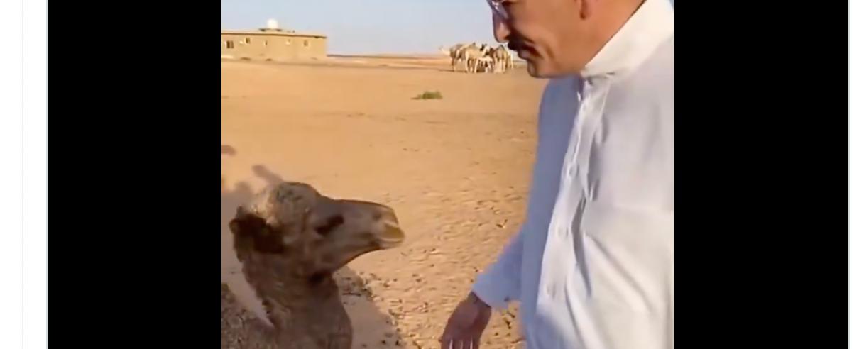 بمناسبة خطوبته.. إعلامي سعودي يهدي رونالدو ناقة